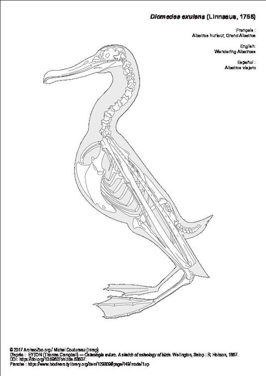 Albatros hurleur (1)