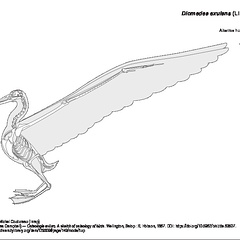 Albatros hurleur (2) (7773 visites) Eyton (Thomas Campbell) ― Osteologia avium. A sketch of osteology of birds. Wellington, Salop : R.... Albatros hurleur (2)