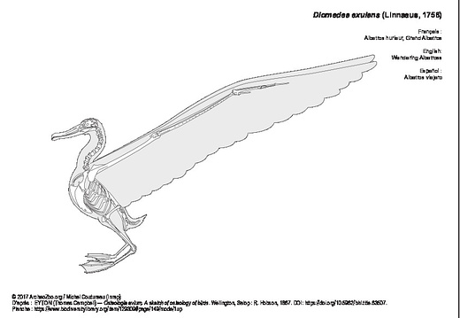 Wandering Albatross (2)