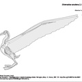 diiomedea_exulans_02.pdf