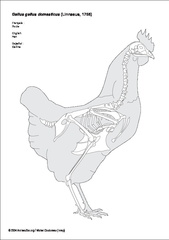 Poule