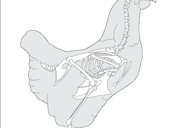 Poule (8077 visites) Poule