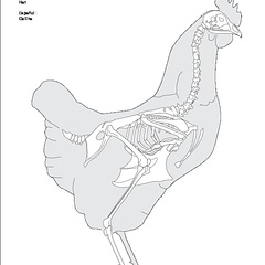 Poule (8082 visites) Poule