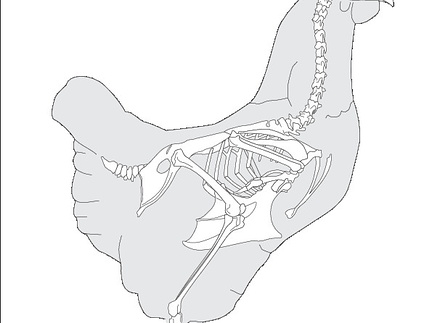 Poule (8085 visites) Poule