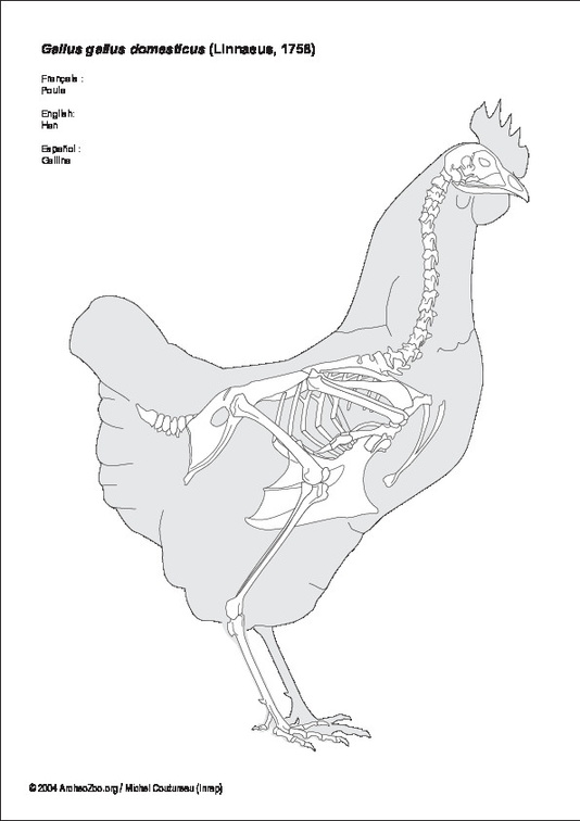Poule
