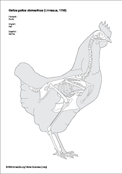Poule