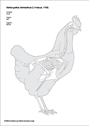 Poule