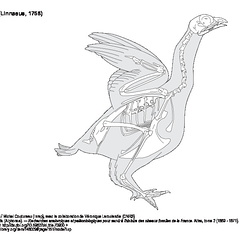 Lagopède (1) (7560 visites) Milne-Edwards (Alphonse). ― Recherches anatomiques et paléontologiques pour servir à l'histoire ... Lagopède (1)