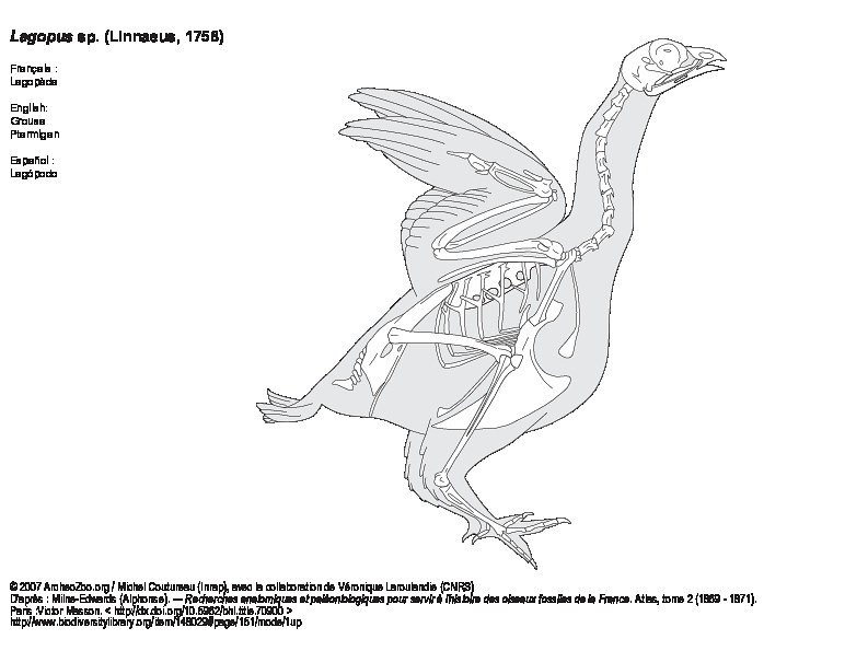 Lagopède (1) (7560 visites) Milne-Edwards (Alphonse). ― Recherches anatomiques et paléontologiques pour servir à l'histoire ... Lagopède (1)