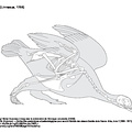 Lagopède (2) (7567 visites) Milne-Edwards (Alphonse). ― Recherches anatomiques et paléontologiques pour servir à l'histoire ... Lagopède (2)
