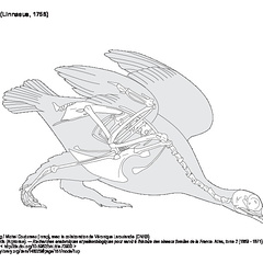 Lagopède (2) (7567 visites) Milne-Edwards (Alphonse). ― Recherches anatomiques et paléontologiques pour servir à l'histoire ... Lagopède (2)
