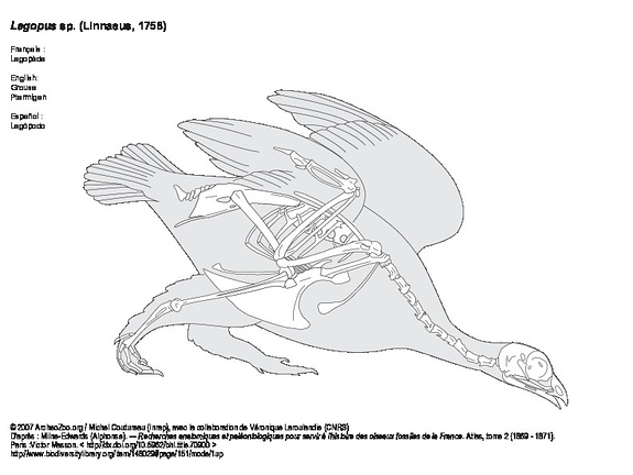 Lagopède (2) (7559 visites) Milne-Edwards (Alphonse). ― Recherches anatomiques et paléontologiques pour servir à l'histoire ... Lagopède (2)
