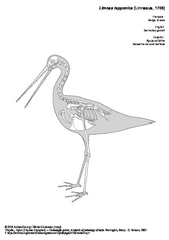 Bar-tailed godwit