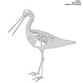 Barge rousse (7829 visites) Eyton (Thomas Campbell) ― Osteologia avium. A sketch of osteology of birds. Wellington, Salop : R.... Barge rousse