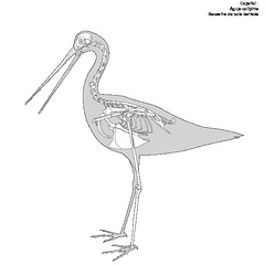 Barge rousse (7813 visites) Eyton (Thomas Campbell) ― Osteologia avium. A sketch of osteology of birds. Wellington, Salop : R.... Barge rousse