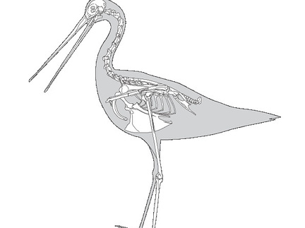 Barge rousse (7814 visites) Eyton (Thomas Campbell) ― Osteologia avium. A sketch of osteology of birds. Wellington, Salop : R.... Barge rousse