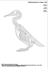 Cormoran