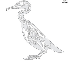 Cormoran (7845 visites) Eyton (Thomas Campbell) ― Osteologia avium. A sketch of osteology of birds. Wellington, Salop : R.... Cormoran
