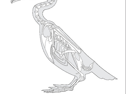 Cormoran (7826 visites) Eyton (Thomas Campbell) ― Osteologia avium. A sketch of osteology of birds. Wellington, Salop : R.... Cormoran