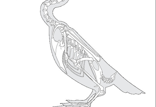 Cormoran (7826 visites) Eyton (Thomas Campbell) ― Osteologia avium. A sketch of osteology of birds. Wellington, Salop : R.... Cormoran
