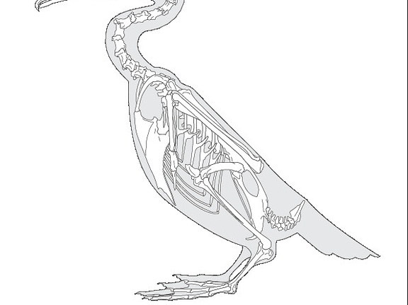 Cormoran (7826 visites) Eyton (Thomas Campbell) ― Osteologia avium. A sketch of osteology of birds. Wellington, Salop : R.... Cormoran