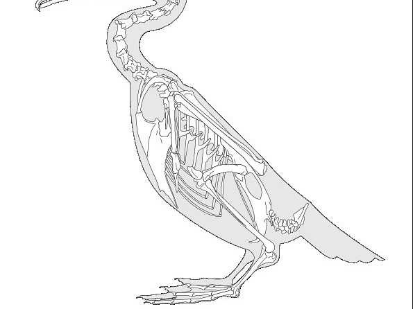 Cormoran (7842 visites) Eyton (Thomas Campbell) ― Osteologia avium. A sketch of osteology of birds. Wellington, Salop : R.... Cormoran