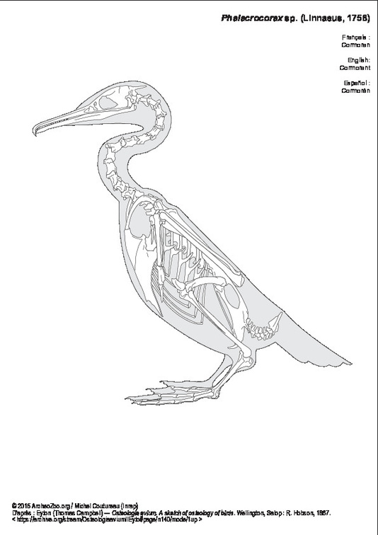 Cormoran