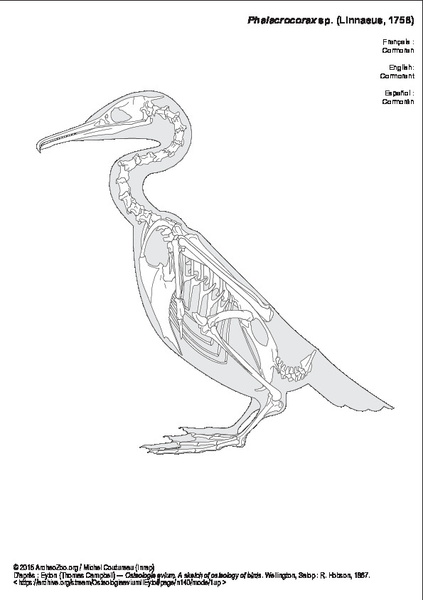 Eyton (Thomas Campbell) ― Osteologia avium. A sketch of osteology of birds. Wellington, Salop : R. Hobson, 1867.
https://archive.org/stream/OsteologiaaviumIIEyto#page/n140/mode/1up phalacrocorax_sp.pdf