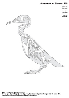 Cormoran