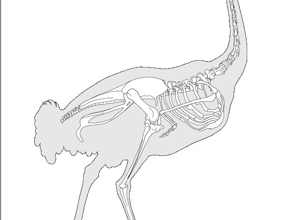 Autruche d’Afrique (7626 visites) Pander (Christian Heinrich), Alton (Eduard). ― Die vergleichende Osteologie. Bonn : In Commission ... Autruche d’Afrique