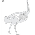 Autruche d’Afrique (7638 visites) Pander (Christian Heinrich), Alton (Eduard). ― Die vergleichende Osteologie. Bonn : In Commission ... Autruche d’Afrique