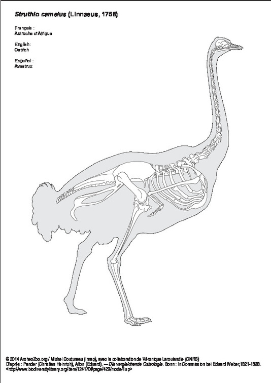 Autruche d’Afrique