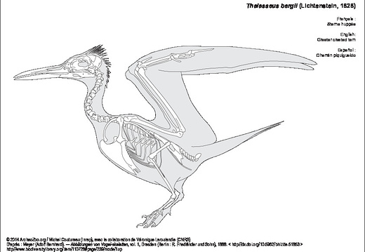 Greater crested tern