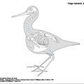 Chevalier aboyeur (7384 visites) Eyton (Thomas Campbell) ― Osteologia avium. A sketch of osteology of birds. Wellington, Salop : R.... Chevalier aboyeur