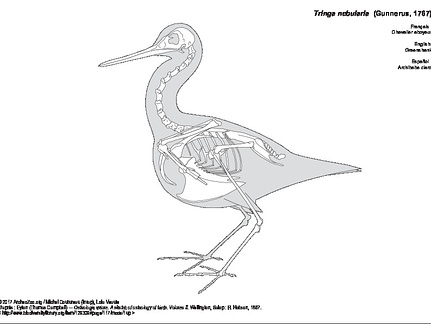 Chevalier aboyeur (7373 visites) Eyton (Thomas Campbell) ― Osteologia avium. A sketch of osteology of birds. Wellington, Salop : R.... Chevalier aboyeur