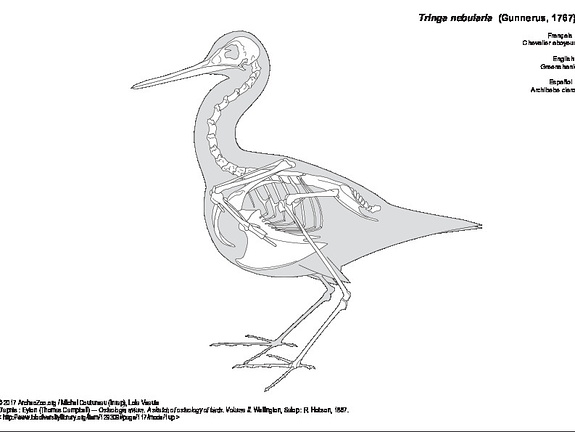 Chevalier aboyeur (7370 visites) Eyton (Thomas Campbell) ― Osteologia avium. A sketch of osteology of birds. Wellington, Salop : R.... Chevalier aboyeur