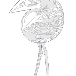 Squelettes vectorisés