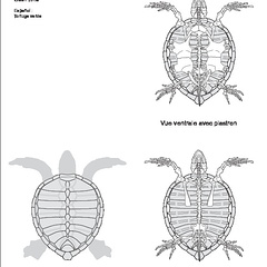 Tortue verte (7406 visites) DUMÉRIL (C. Constant), BIBRON (Gabriel), DUMÉRIL (Auguste Henri André). ― Erpétologie généra... Tortue verte