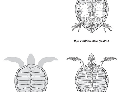 Tortue verte (7406 visites) DUMÉRIL (C. Constant), BIBRON (Gabriel), DUMÉRIL (Auguste Henri André). ― Erpétologie généra... Tortue verte