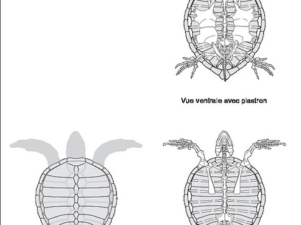 Tortue verte