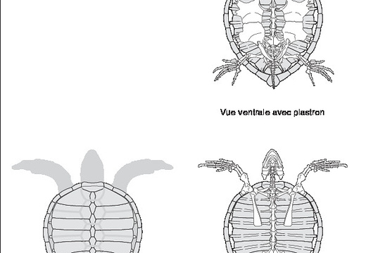 Squelettes vectorisés