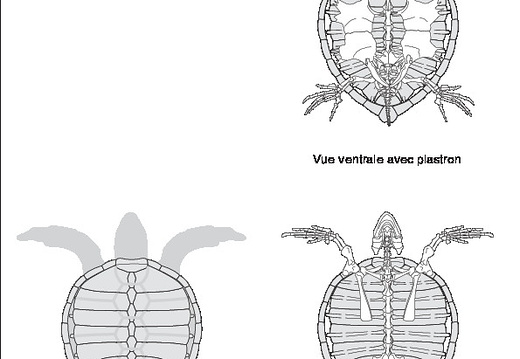 Tortue verte