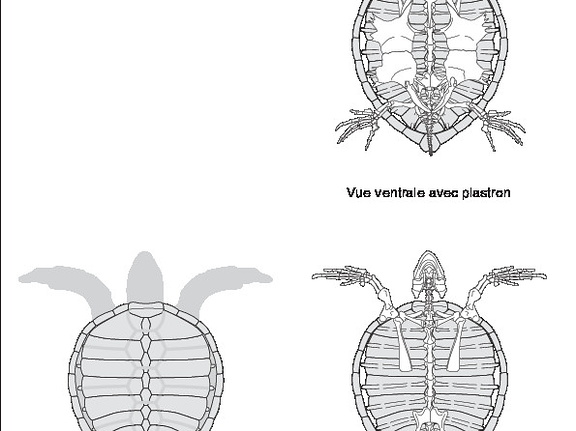 Tortue verte