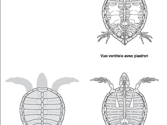 Tortue verte