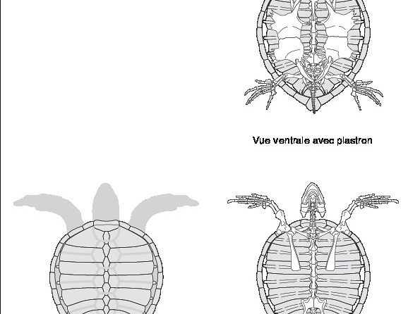 Tortue verte