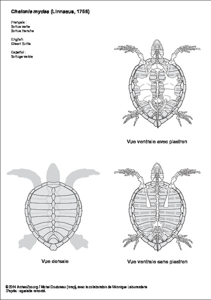 DUMÉRIL (C. Constant), BIBRON (Gabriel), DUMÉRIL (Auguste Henri André). ― Erpétologie générale, ou, Histoire naturelle complète des reptiles. Tome 10 : Atlas. Paris : Roret, 1854. DOI: https://doi.org/10.5962/bhl.title.45973. Planche : https://www.biodiversitylibrary.org/item/101233#page/49/mode/1up chelonia_mydas.pdf