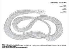 Couleuvre à collier