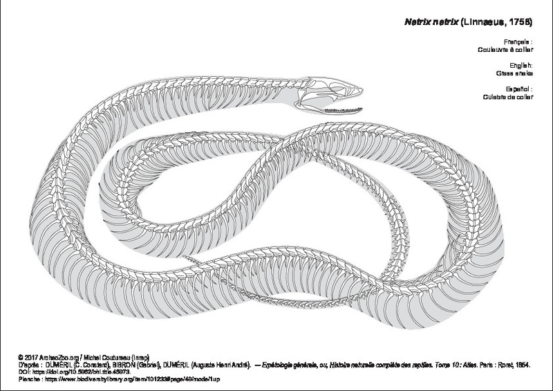 DUMÉRIL (C. Constant), BIBRON (Gabriel), DUMÉRIL (Auguste Henri André). ― Erpétologie générale, ou, Histoire naturelle complète des reptiles. Tome 10 : Atlas. Paris : Roret, 1854. DOI: https://doi.org/10.5962/bhl.title.45973. Planche : https://www.biodiversitylibrary.org/item/101233#page/49/mode/1up natrix_natrix.pdf