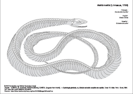 Couleuvre à collier