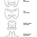 Atlas, vértebras cervical y lumbar
